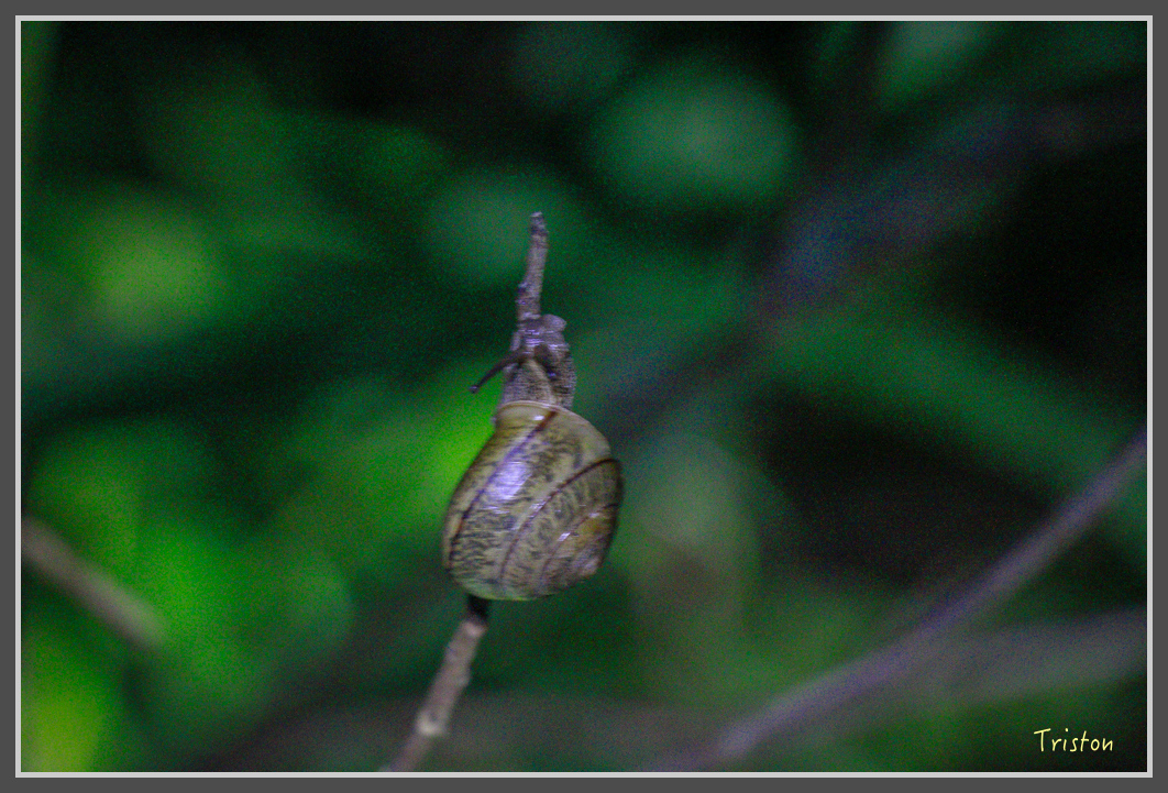 _MG_9235.jpg - 20160717 峰老師夜觀