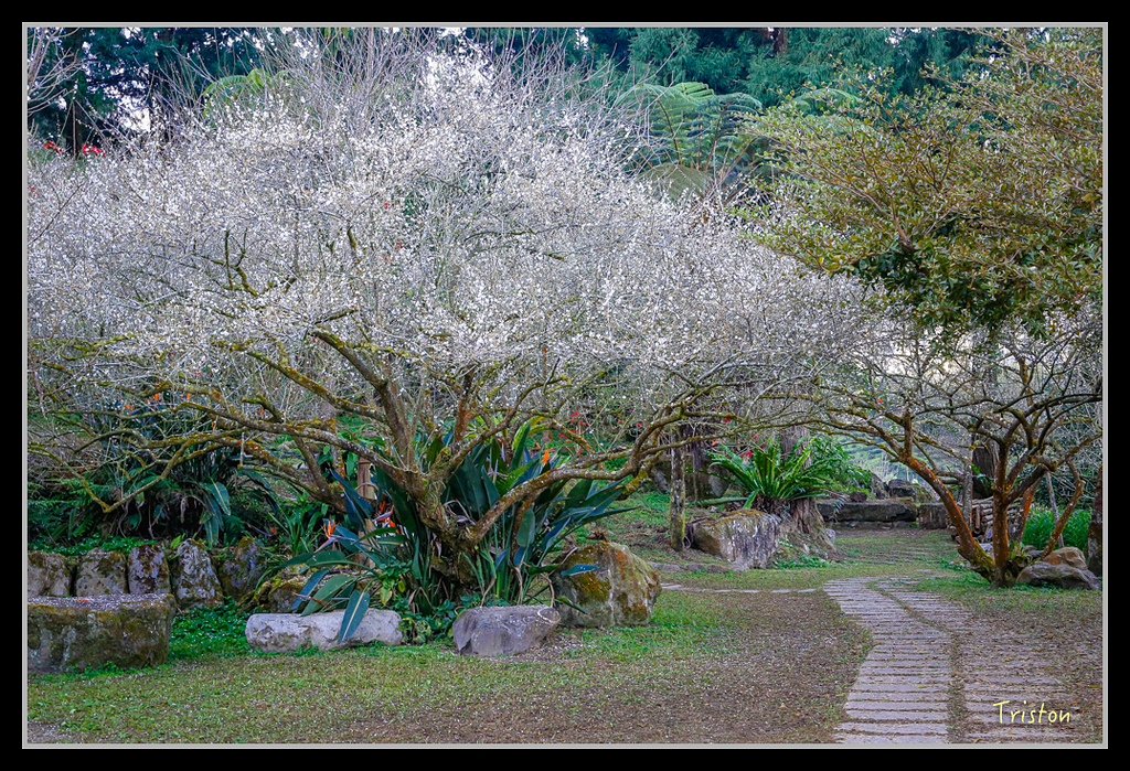 _H1A1201.jpg - 20170117 烏松崙、竹青庭