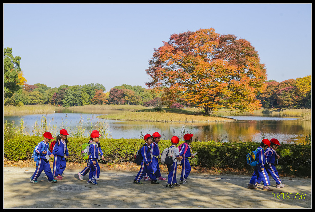 _H1A1637.jpg - 20171103 日本只見線、會津若松五色沼、昭和記念公園賞紅葉