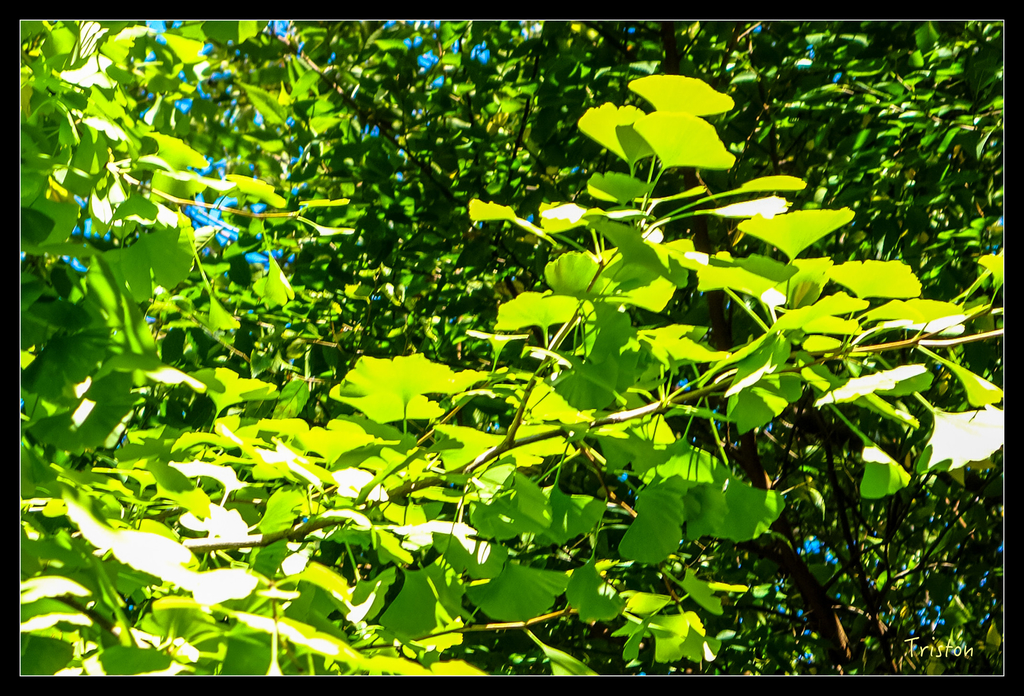 DSC00176.jpg - 20151031 秋天的童話-貴婦東京輕井澤紀行