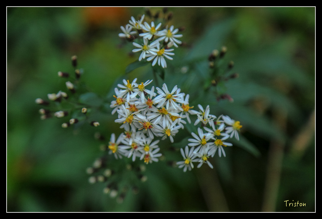 JH1A0720.jpg - 20151205 合歡溪步道、108K楓之谷