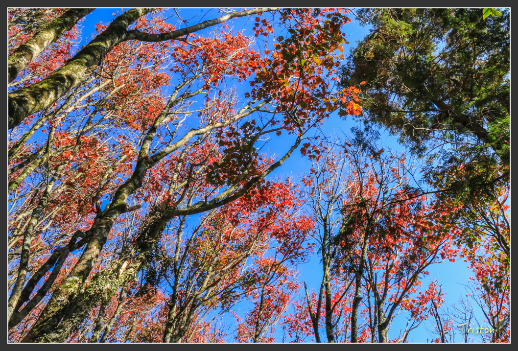 IMG_0637.jpg - 20151219 鳶嘴稍來山、小雪山林道