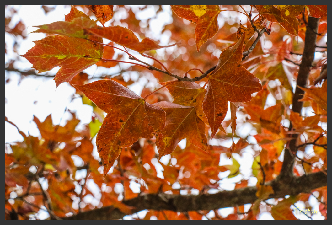 IMG_1210.jpg - 20151219 鳶嘴稍來山、小雪山林道