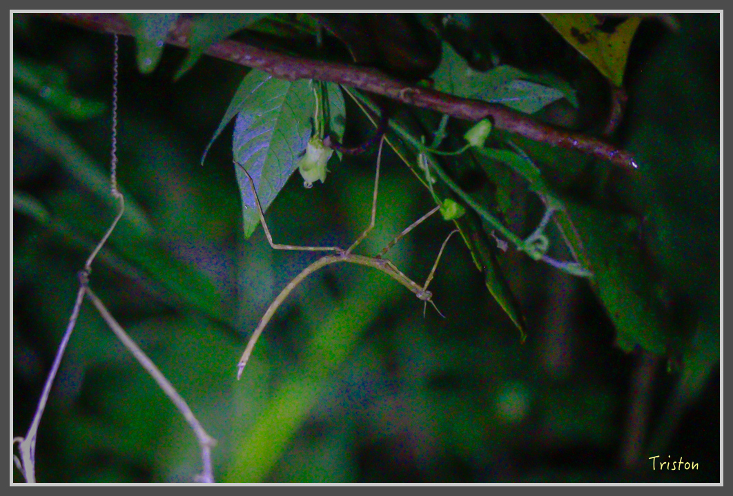 _MG_9269.jpg - 20160717 峰老師夜觀