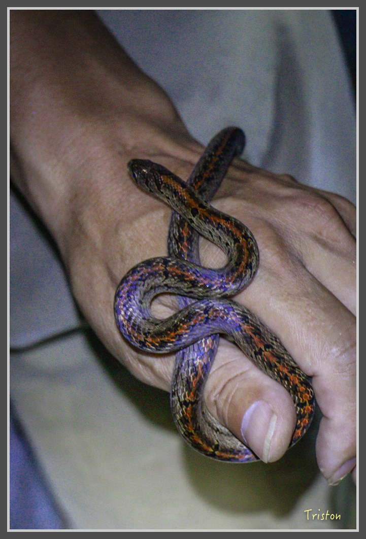 _MG_9361.jpg - 20160717 峰老師夜觀