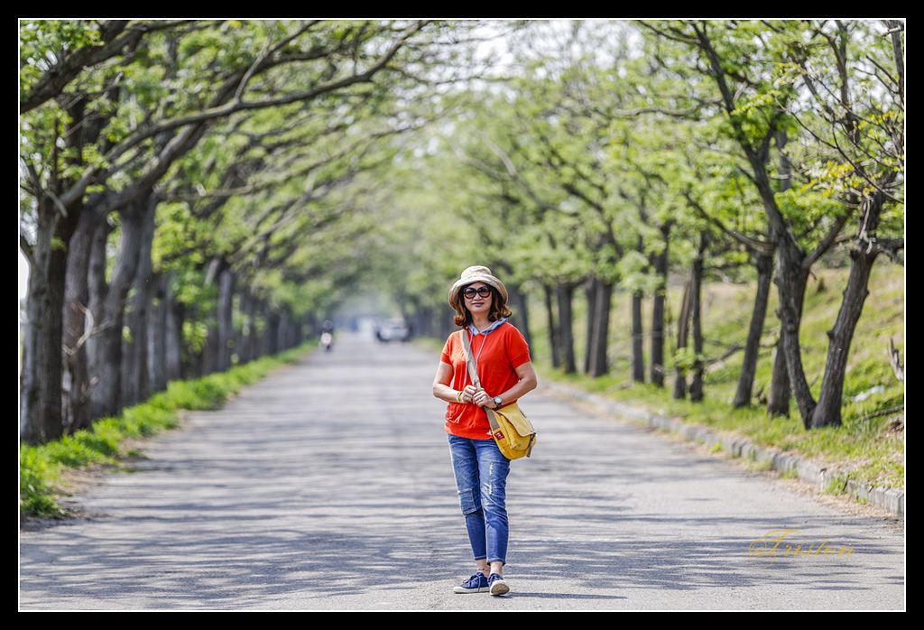 _H1A2990.jpg - 20170328 嘉義苦楝花隧道