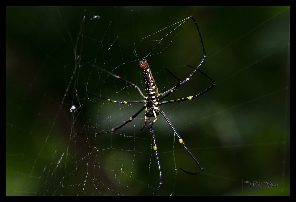 _MG_0431.jpg - 20170618 新化後山昆蟲微距