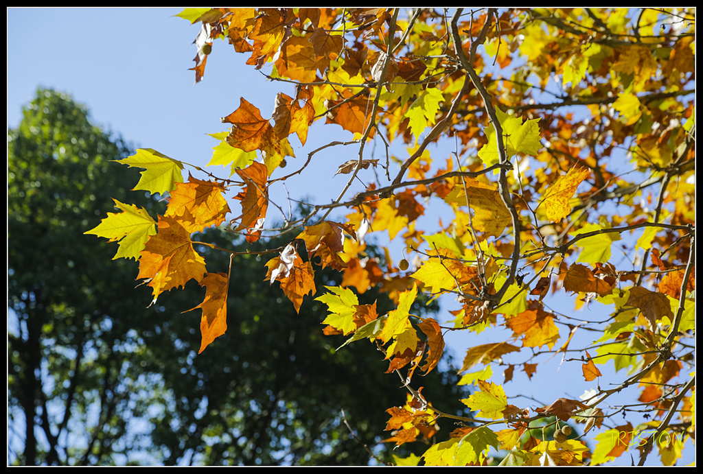 _H1A1640.jpg - 20171103 日本只見線、會津若松五色沼、昭和記念公園賞紅葉