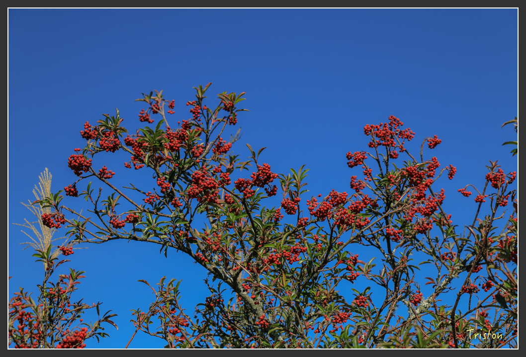 IMG_0517.jpg - 20151219 鳶嘴稍來山、小雪山林道