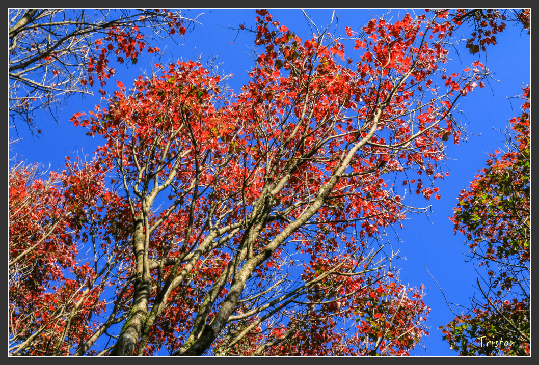 IMG_0642.jpg - 20151219 鳶嘴稍來山、小雪山林道