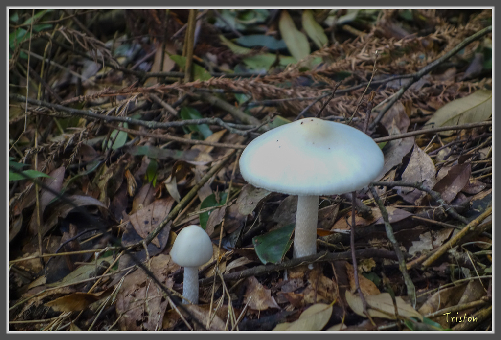 DSC00807.jpg - 20160924 溪頭台寅山