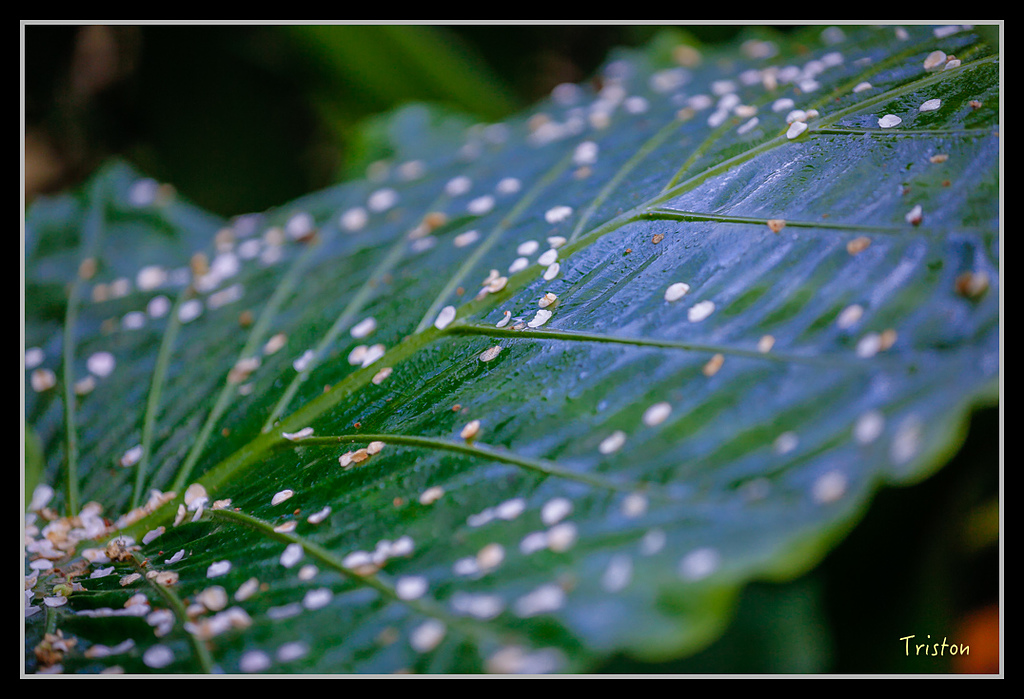 _H1A1355.jpg - 20170117 烏松崙、竹青庭