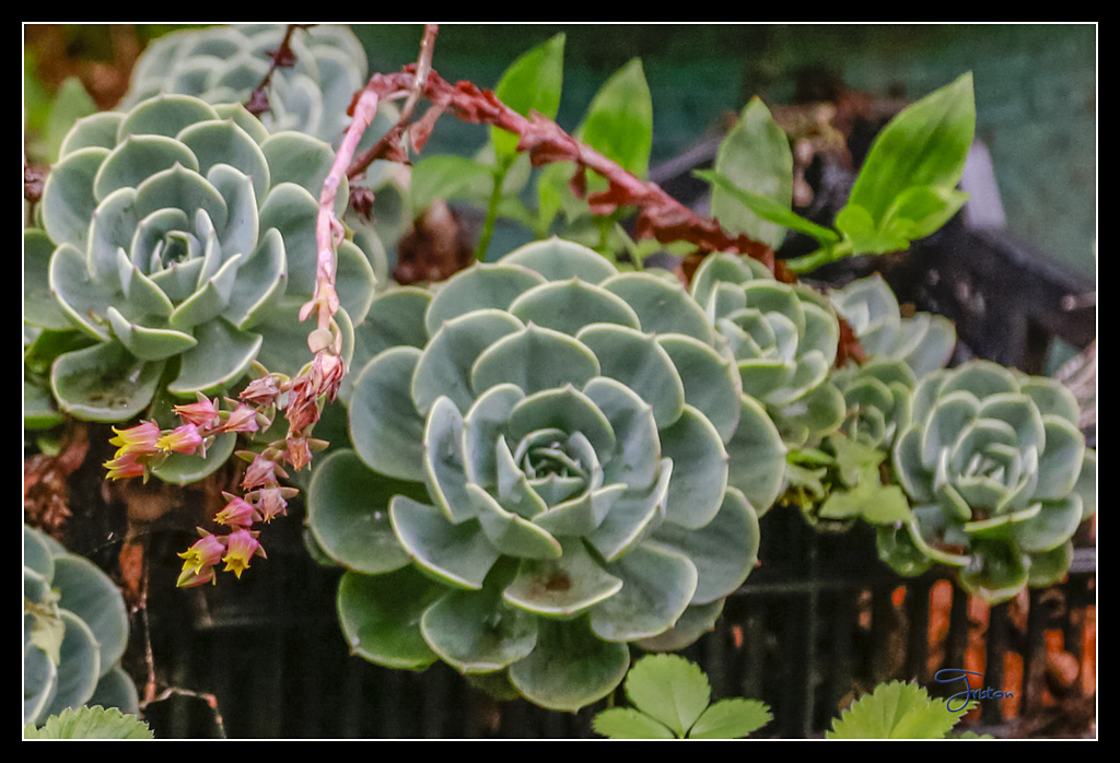 _H1A3780.jpg - 20170425 阿里山+圓潭螢火蟲