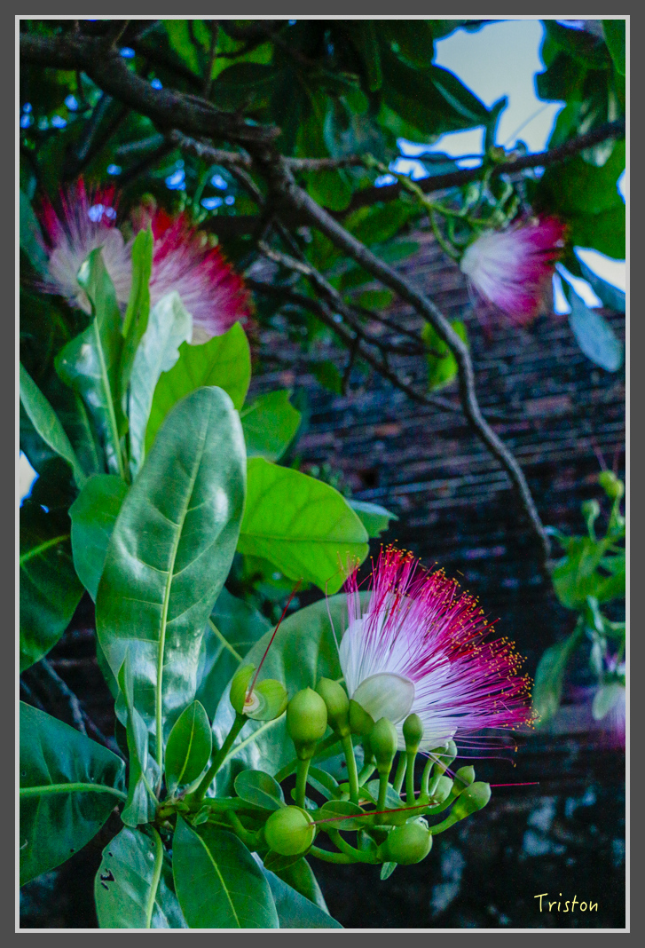 _MG_8546.jpg - 20160618 阿朗壹古道