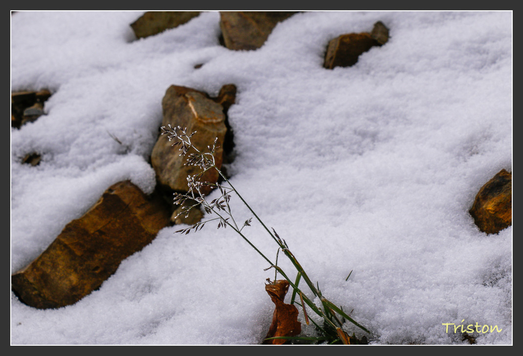 _MG_1451.jpg - 20161013 稻城亞丁