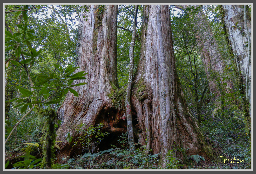 _MG_0246.jpg - 20161203 鎮西堡