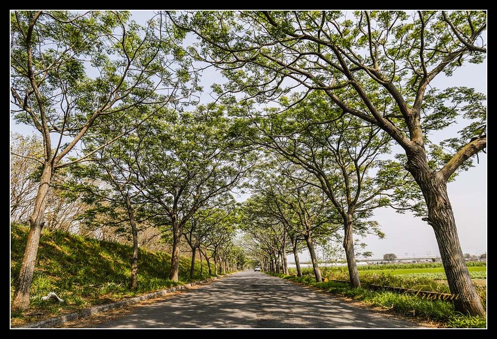 _H1A3146.jpg - 20170328 嘉義苦楝花隧道