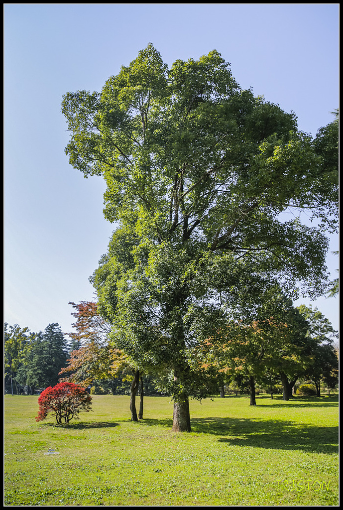 _H1A1670.jpg - 20171103 日本只見線、會津若松五色沼、昭和記念公園賞紅葉