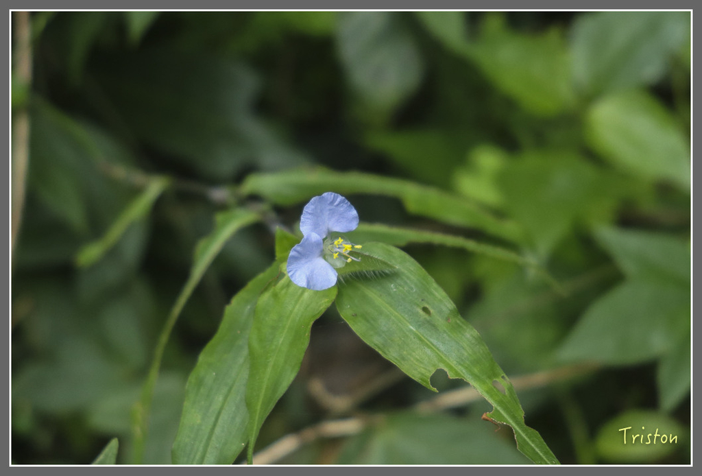 IMG_2072.jpg - 20180715 涼山瀑布