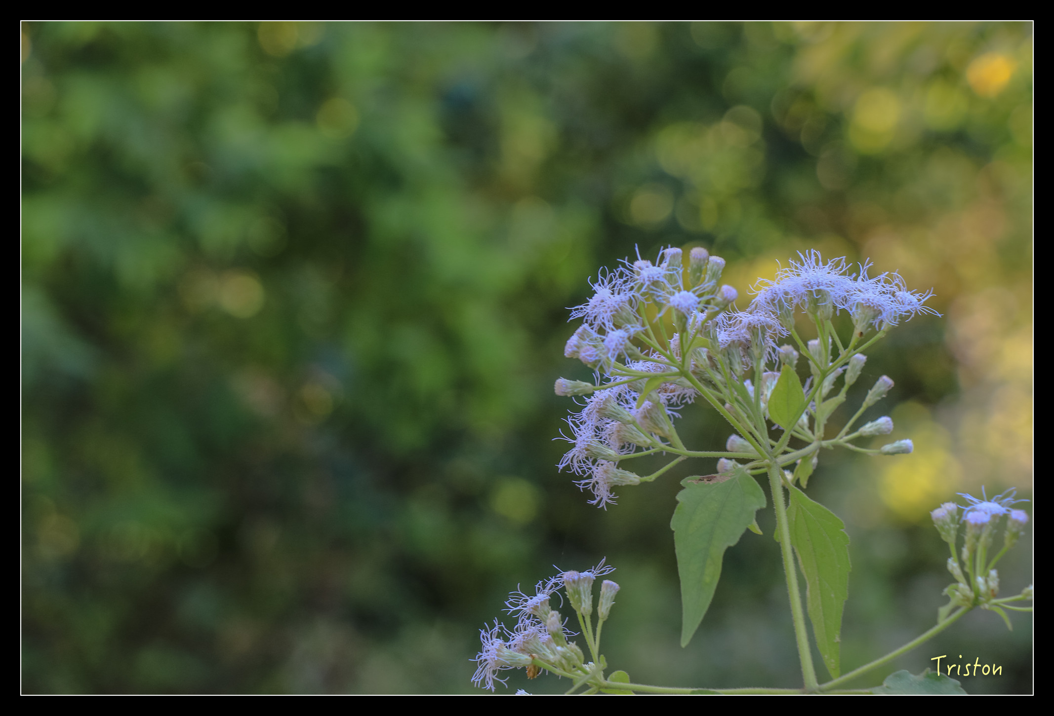 IMG_0295.jpg - 20151214 林內龍過脈步道