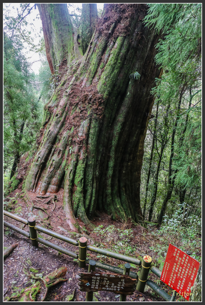 IMG_3301.jpg - 20160227 觀霧森林步道