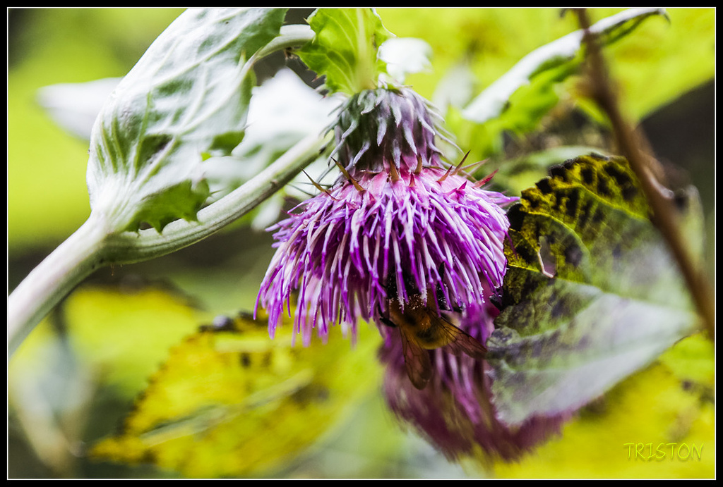 _H1A0659.jpg - 20171103 日本只見線、會津若松五色沼、昭和記念公園賞紅葉