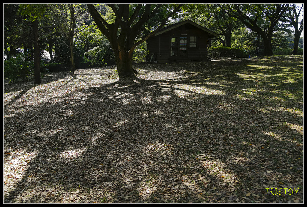 _H1A1673.jpg - 20171103 日本只見線、會津若松五色沼、昭和記念公園賞紅葉