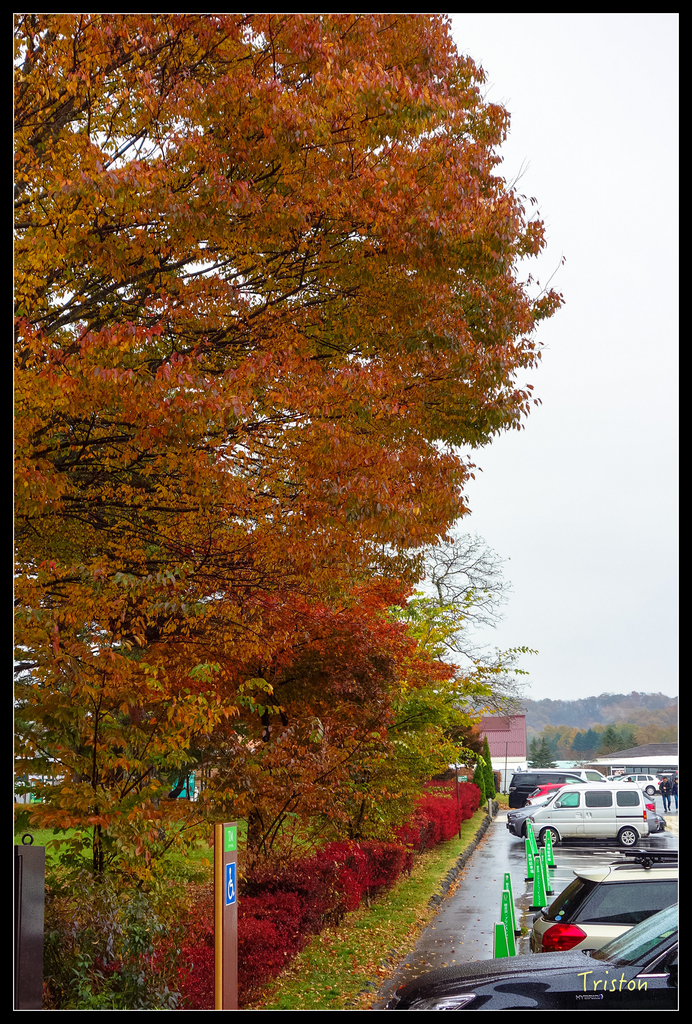 DSC00233.jpg - 20151031 秋天的童話-貴婦東京輕井澤紀行