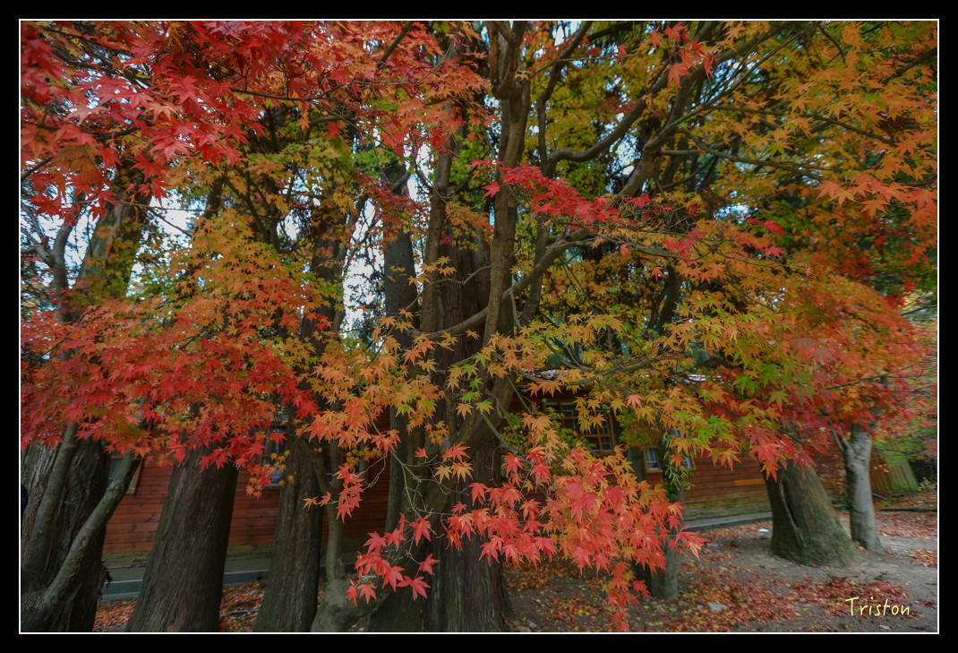 JH1A0943.jpg - 20151205 合歡溪步道、108K楓之谷