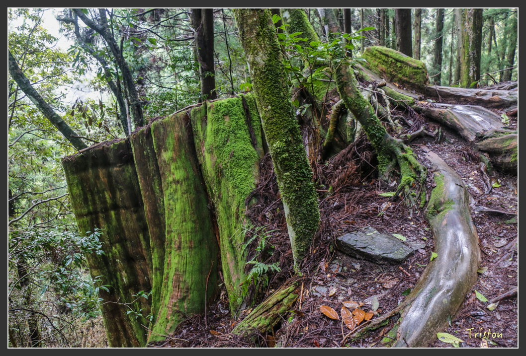 IMG_3302.jpg - 20160227 觀霧森林步道