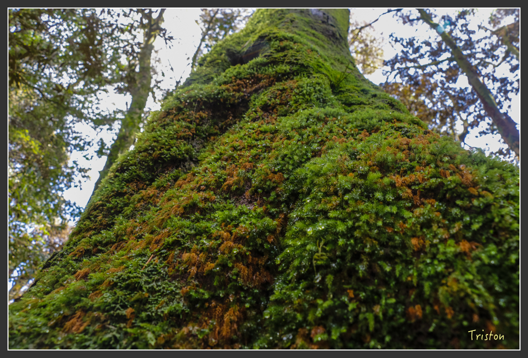 IMG_3414.jpg - 20160227 觀霧森林步道