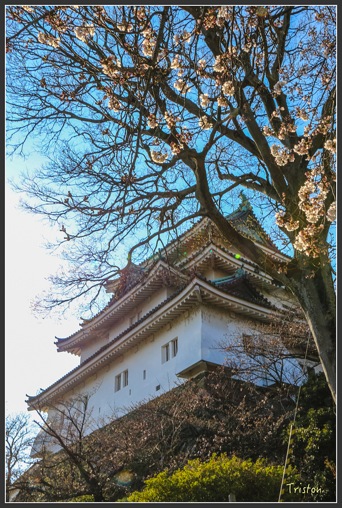 IMG_5971.jpg - 20160323 日本熊野古道健行