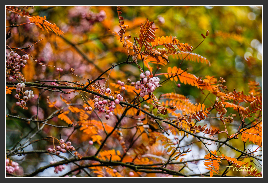 _MG_2700.jpg - 20161013 稻城亞丁