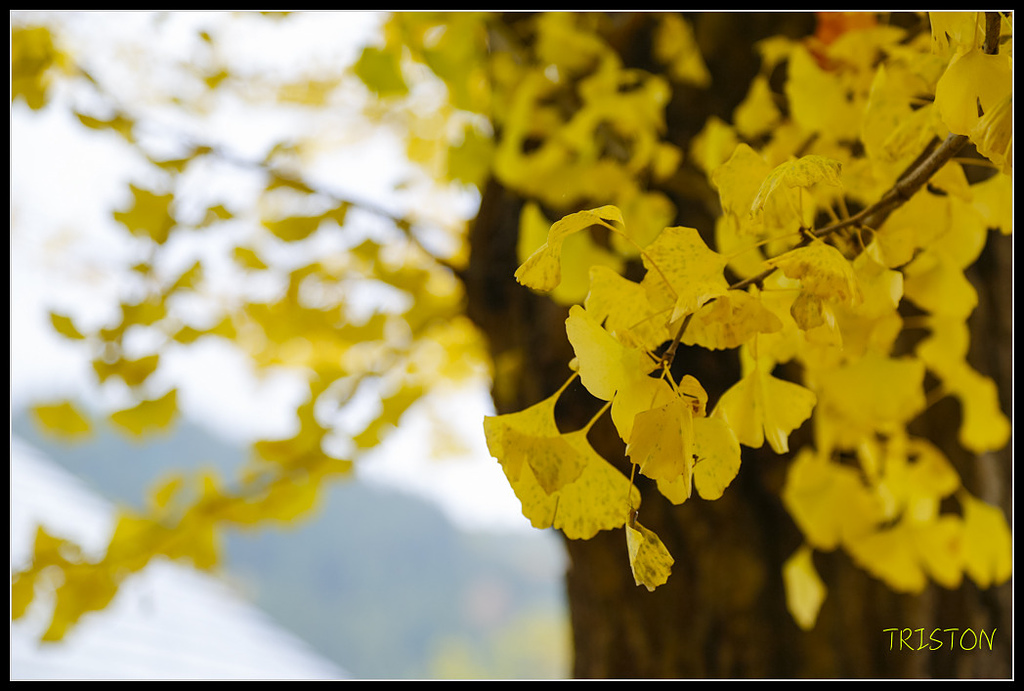 _H1A0726.jpg - 20171103 日本只見線、會津若松五色沼、昭和記念公園賞紅葉