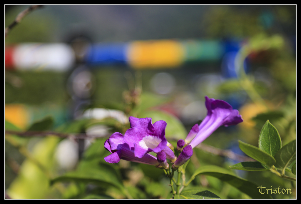 jh1a0055_15765464545_o.jpg - 20141111 屏東霧台 神山 一日來往輕旅行