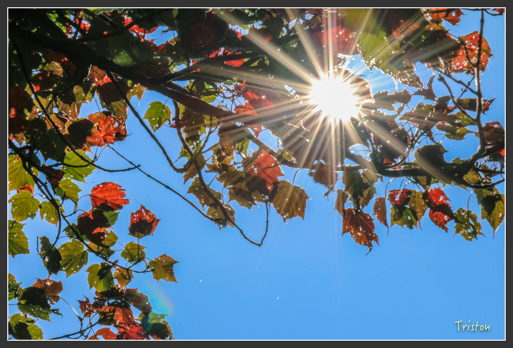 IMG_0648.jpg - 20151219 鳶嘴稍來山、小雪山林道