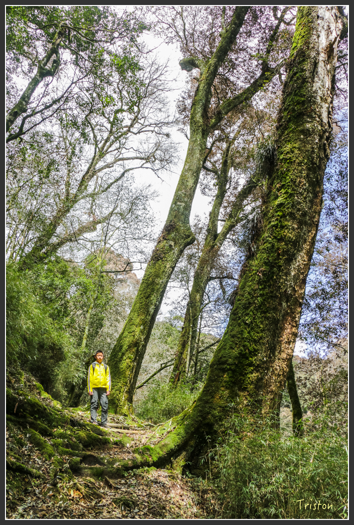 IMG_3417.jpg - 20160227 觀霧森林步道