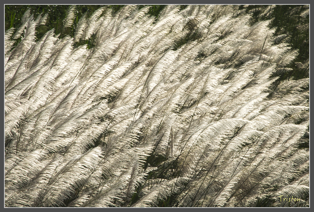 jh1a9880_29073258443_o.jpg - 20160929 八掌溪菅芒花+奇美博物館夕陽