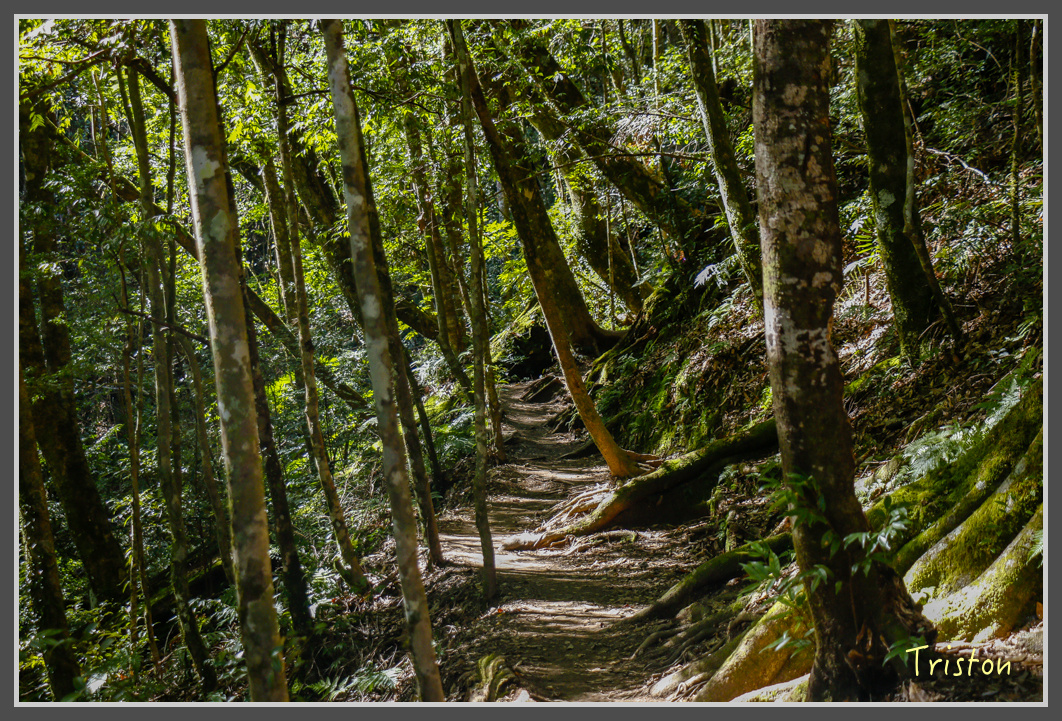 _MG_0378.jpg - 20161203 鎮西堡