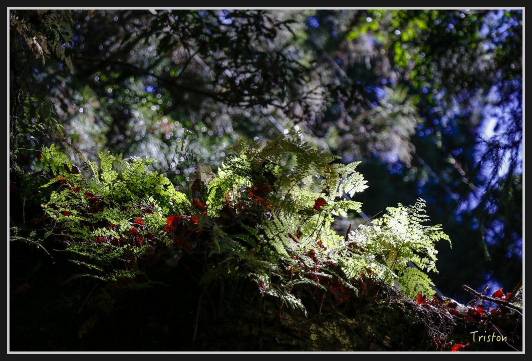 _MG_0045.jpg - 20161226 大塔山