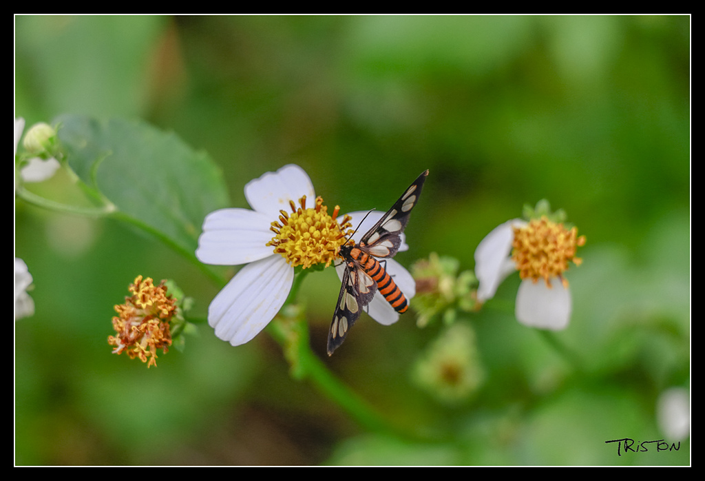_MG_0008.jpg - 20170529 關仔嶺大凍山