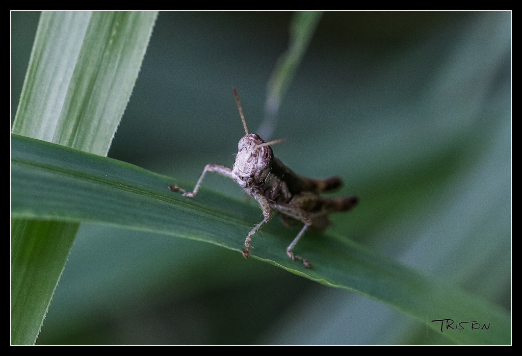 _MG_0058.jpg - 20170618 新化後山昆蟲微距