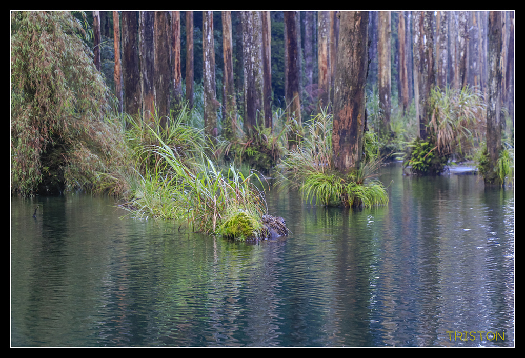 _MG_0225.jpg - 20170723 水漾森林