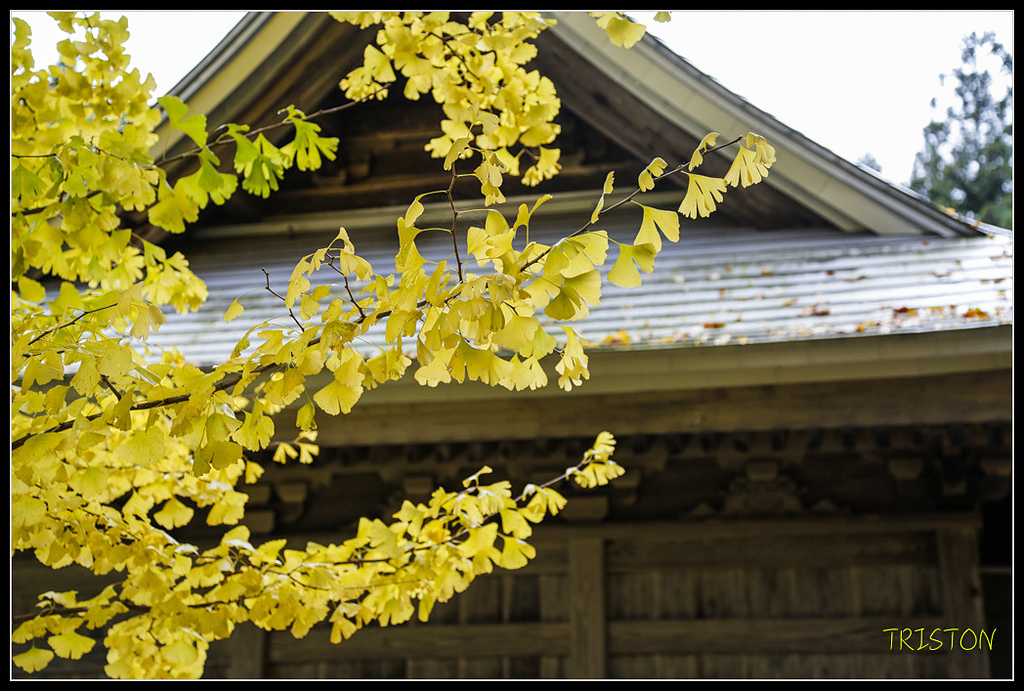 _H1A0733.jpg - 20171103 日本只見線、會津若松五色沼、昭和記念公園賞紅葉