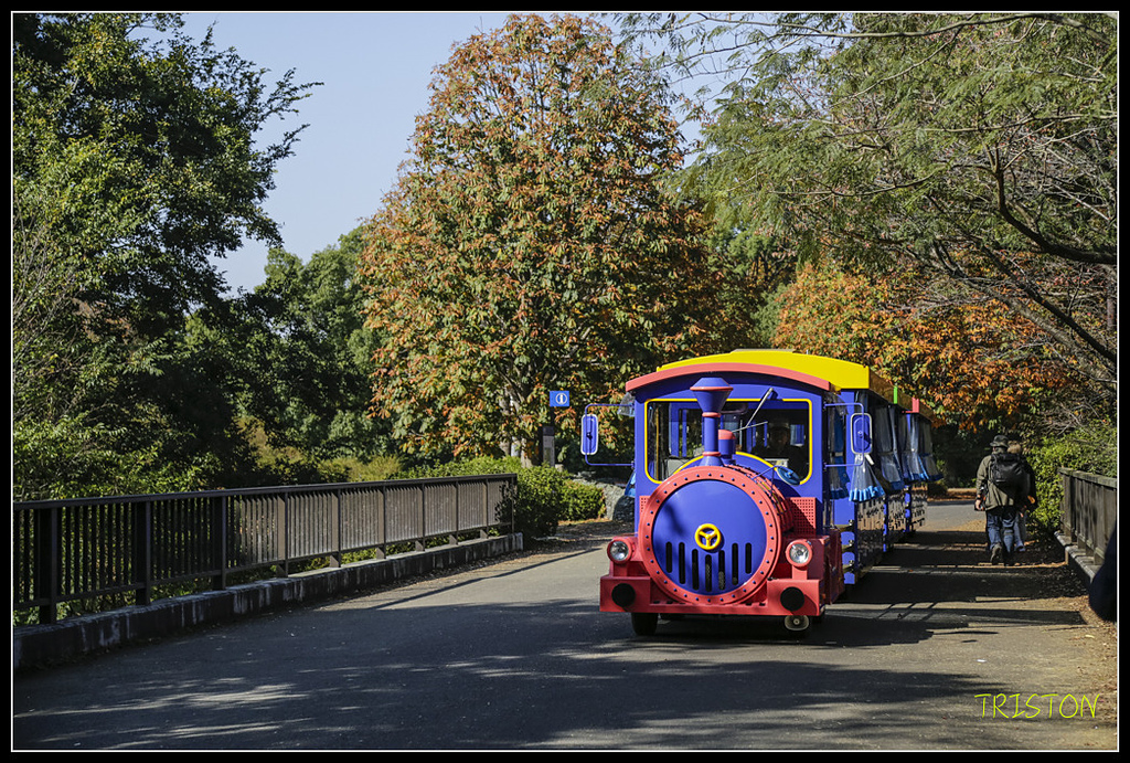 _H1A1675.jpg - 20171103 日本只見線、會津若松五色沼、昭和記念公園賞紅葉