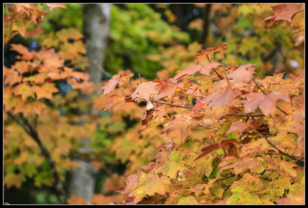 _H1A0619.jpg - 20171103 日本只見線、會津若松五色沼、昭和記念公園賞紅葉