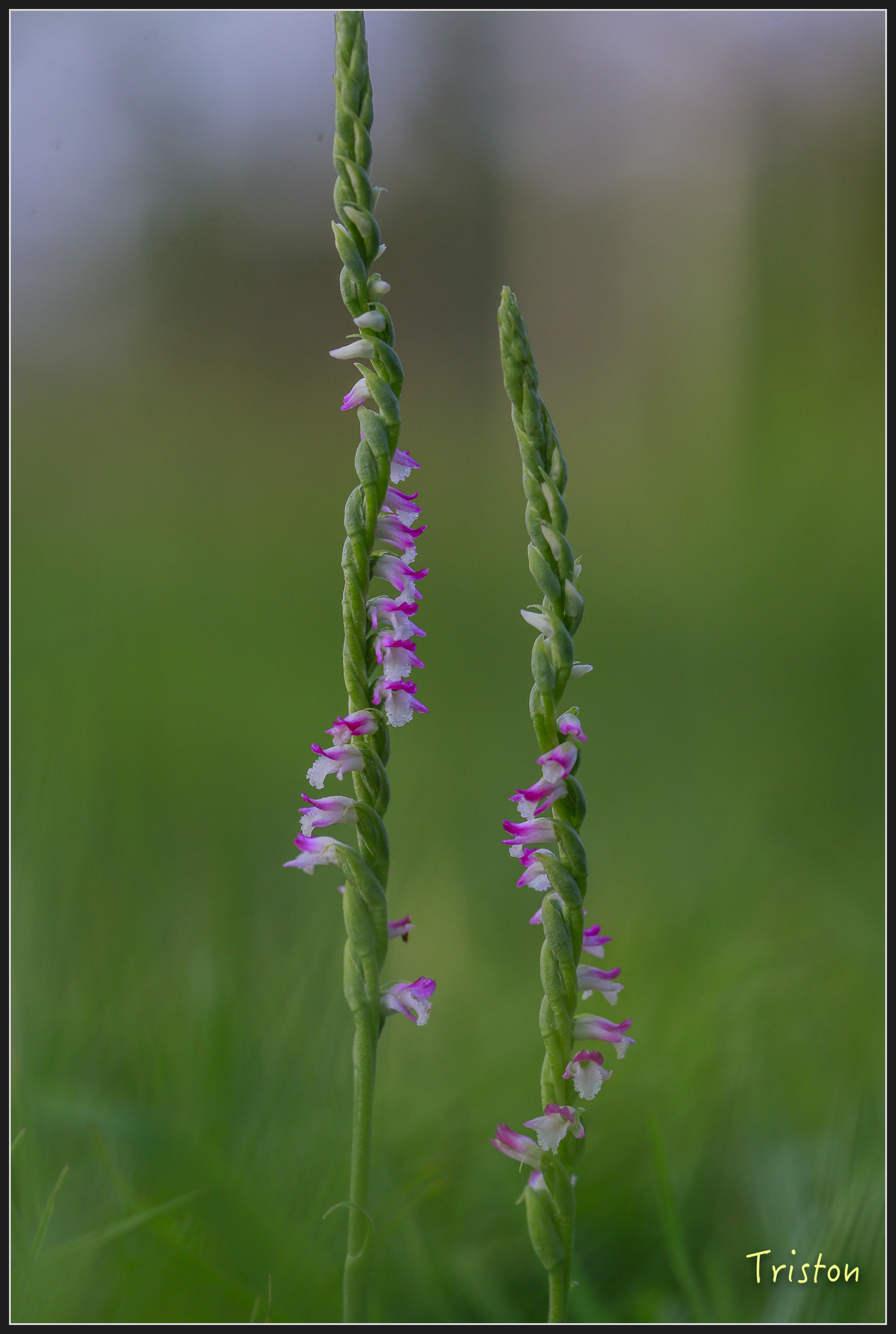 _h1a2214_39945689385_x.jpg - 20180316 巴克禮公園 綬草