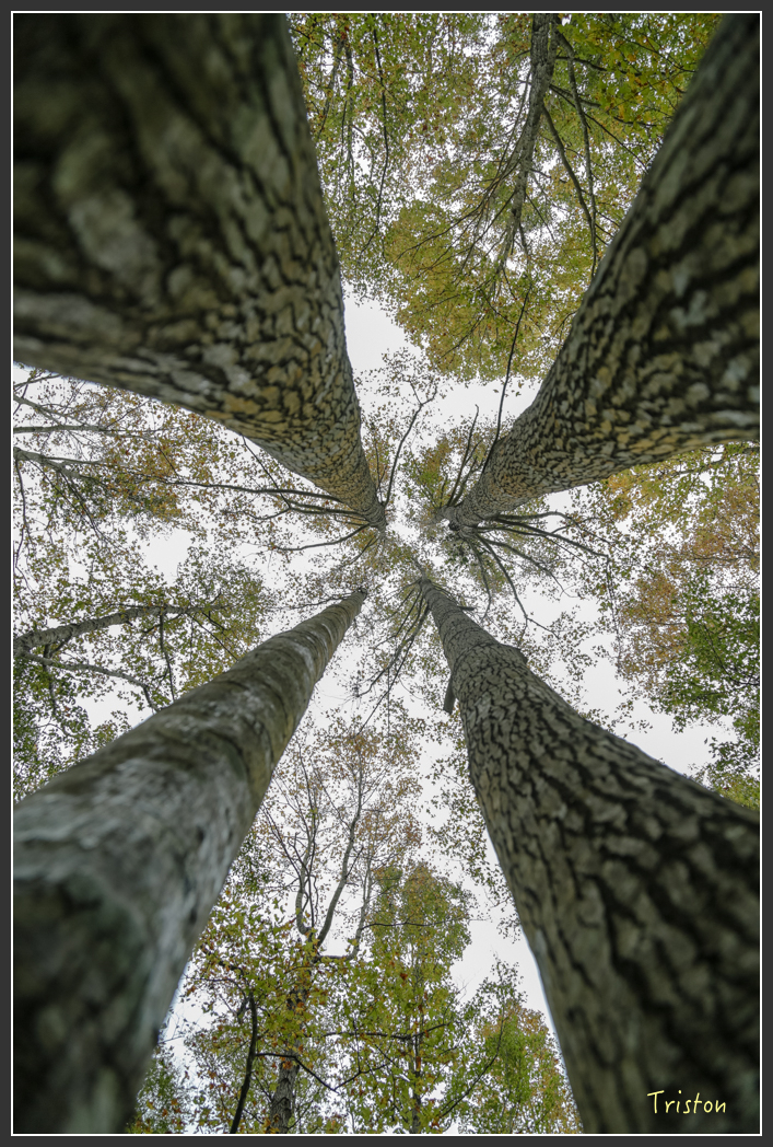 JH1A1194.jpg - 20151221 新竹秀巒賞楓