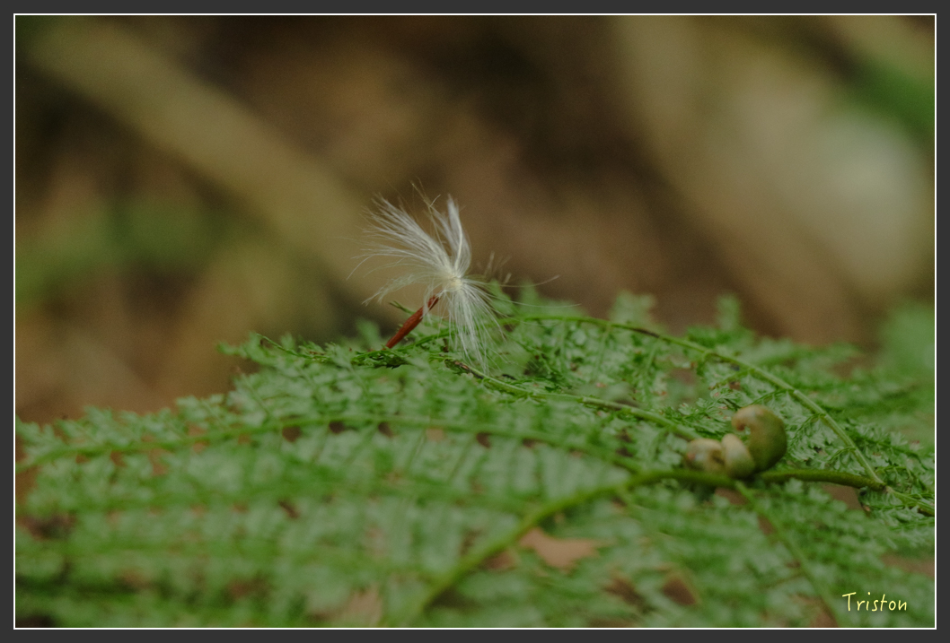 IMG_1202.jpg - 20151219 鳶嘴稍來山、小雪山林道