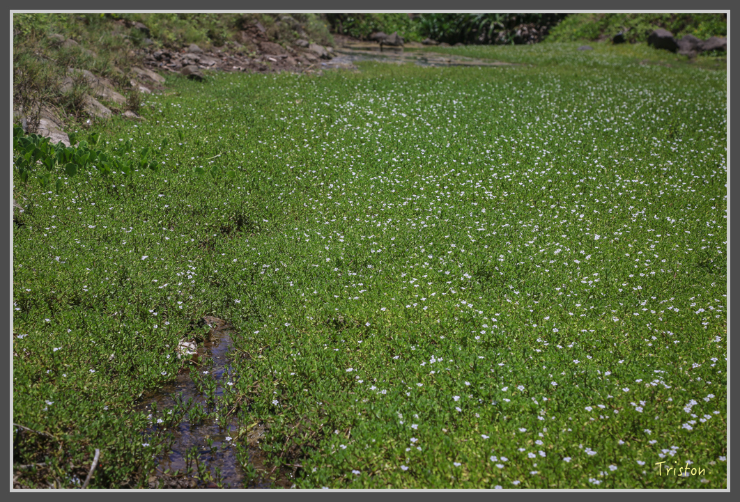 JH1A1474.jpg - 20160701 澎湖